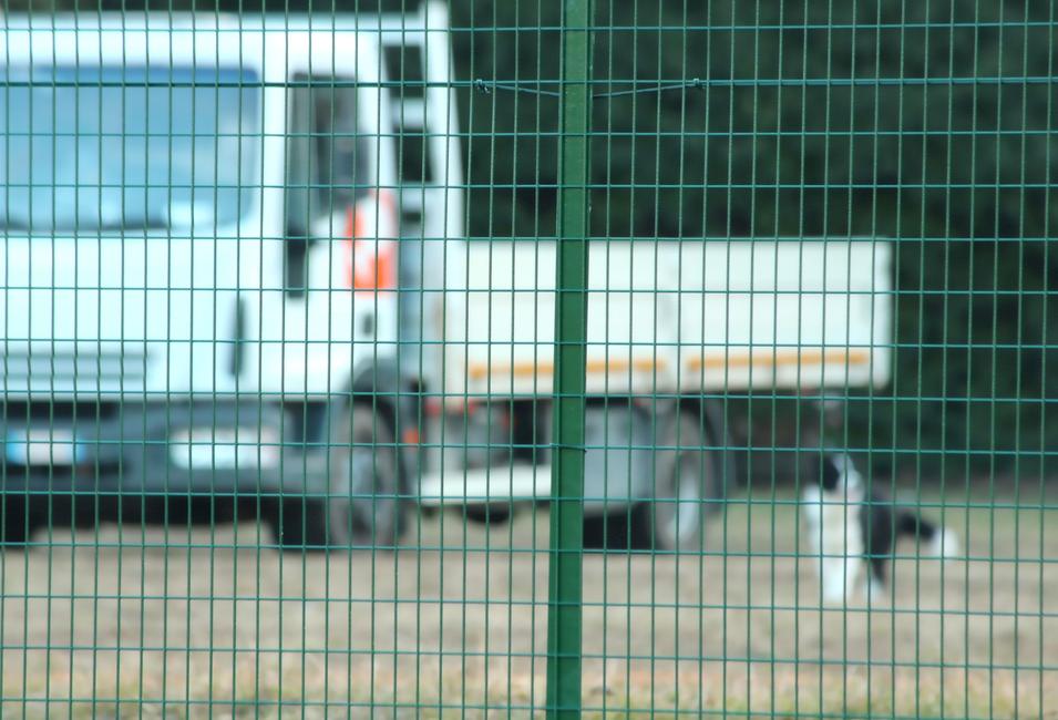 Esaplax 50x25 The mesh for dog enclosures