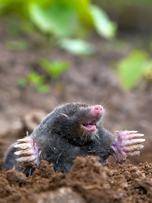 S38 mole-net Underground net against moles