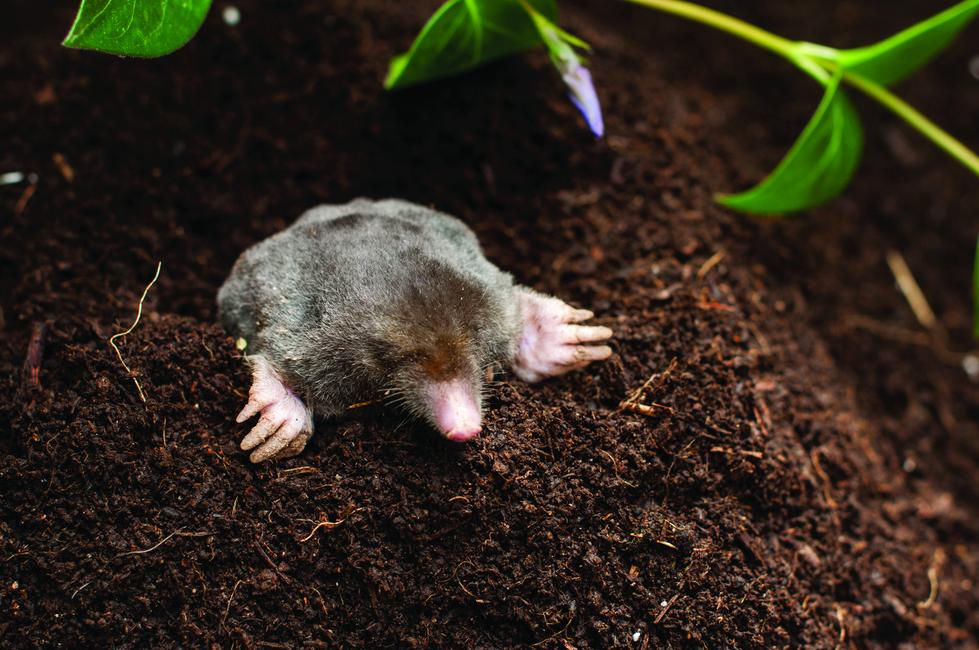 S38 mole-net Underground net against moles