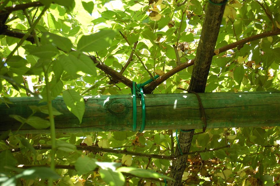 Flexible green PVC tube To stretch your plants