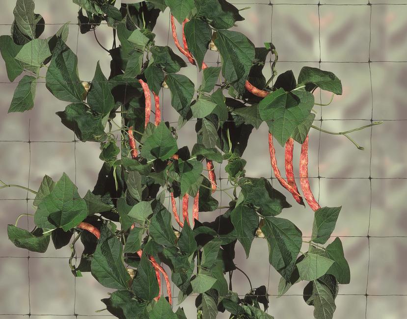 Flora 10 mt Climbing plants mesh