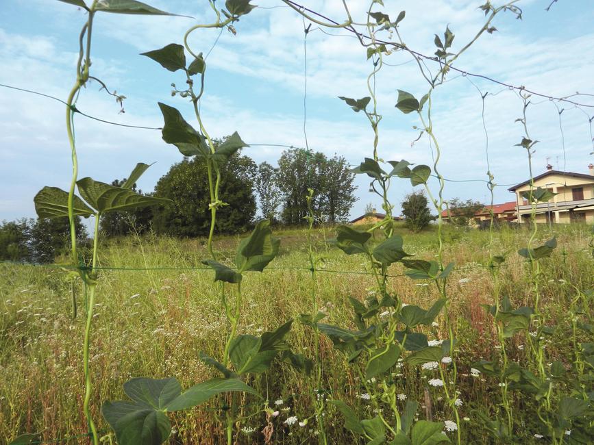 Flora 10 mt Filet pour plantes grimpantes