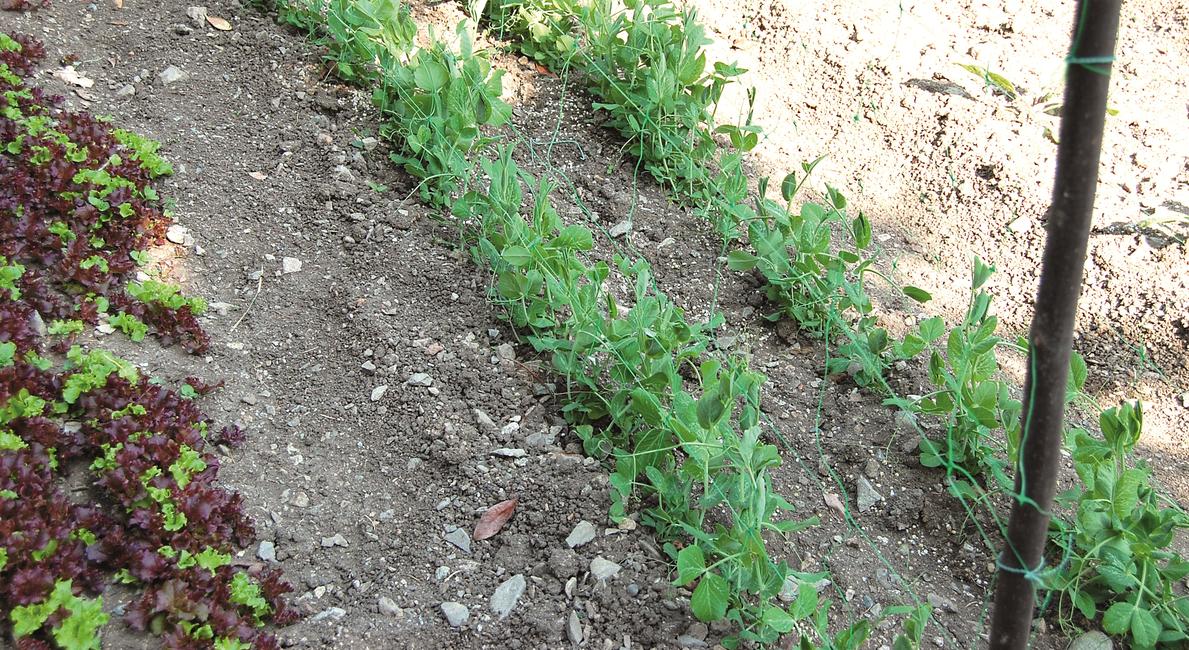 Flora 10 mt Filet pour plantes grimpantes