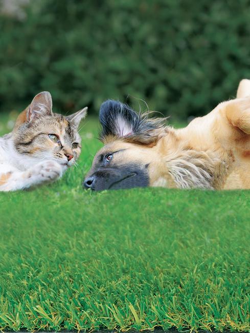 Irish Mat Plus High quality and PET friendly