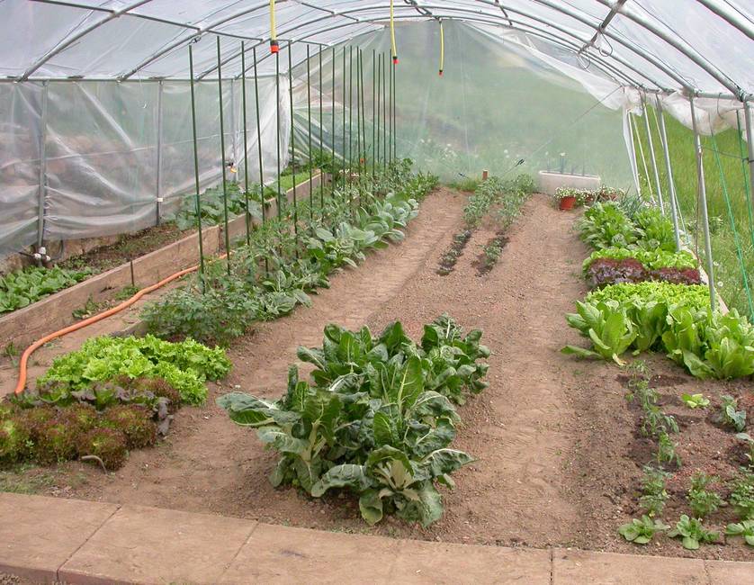 Longlife Longlife greenhouse film