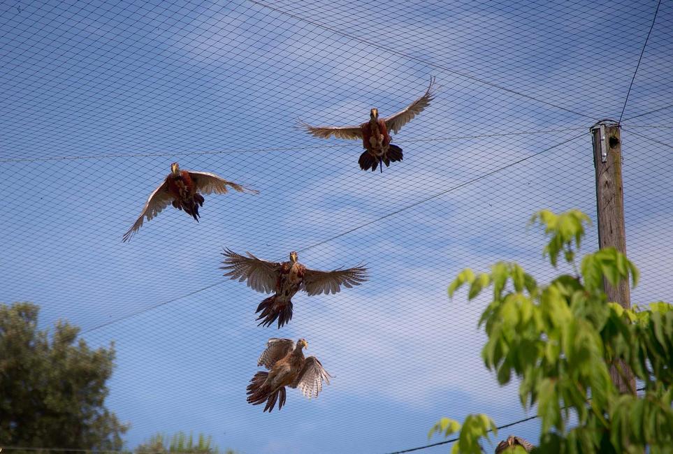 Anti bird and cat netting Easy to install and cost-effective