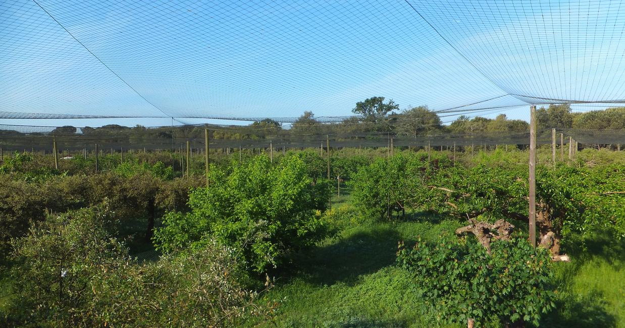 Anti bird and cat netting Easy to install and cost-effective