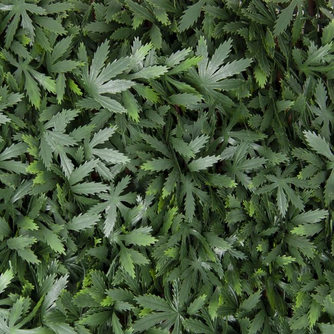 Divy 3D X-Tens Acer Palmatum Haie synthétique en feuilles d’érable sur treillis en saule naturel