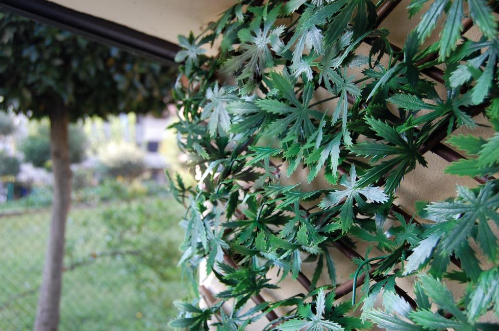 Divy 3D X-Tens Acer Palmatum Haie synthétique en feuilles d’érable sur treillis en saule naturel