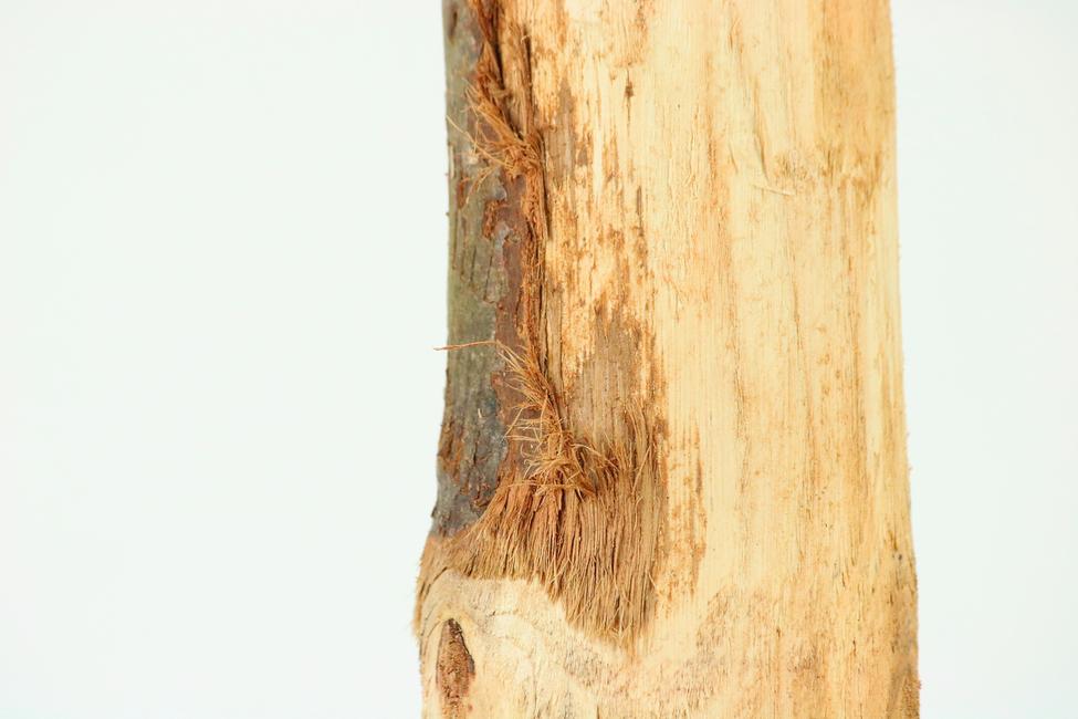 Debarked chestnut post Rustic and durable post