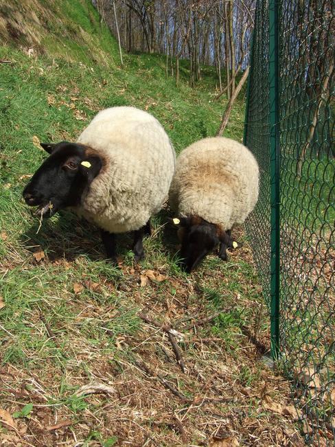 Vortek T 35 The ground screw 35x35 T-post support