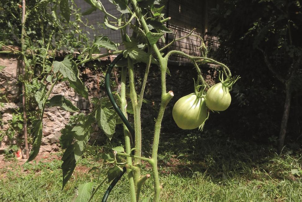Spiral Up Plus Especially for tomato plants