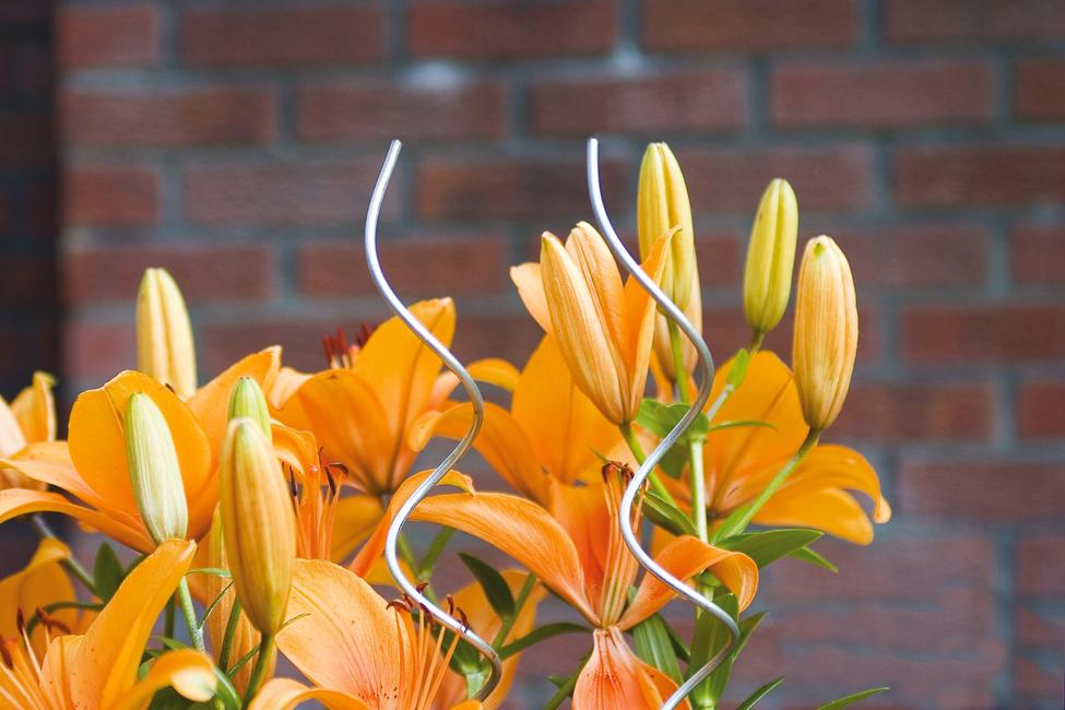 Spiral Up Plus Tuteur pour légumes grimpants