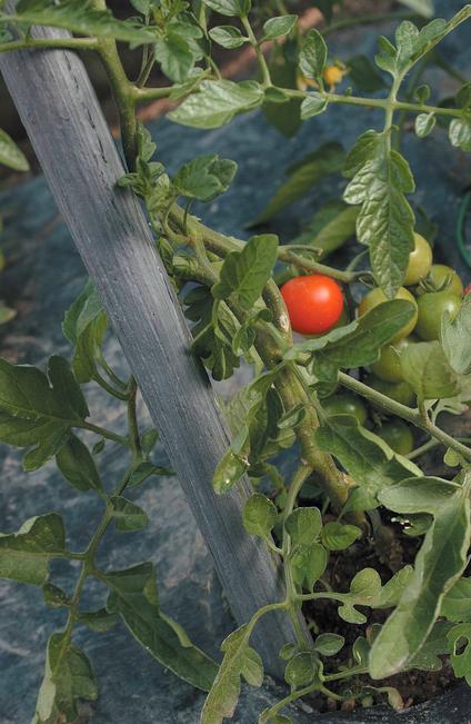 Stand up Tutore tradizionale per ortaggi