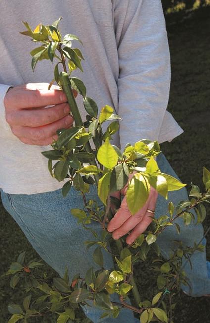 Steel Up stake Plastic coated steel stake