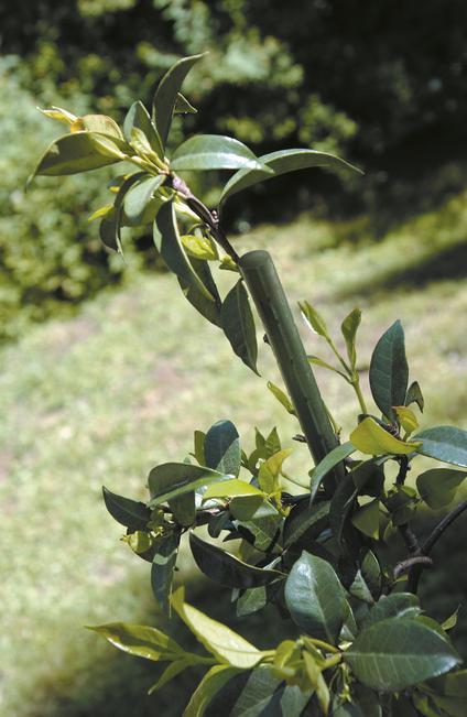 Steel Up stake Plastic coated steel stake