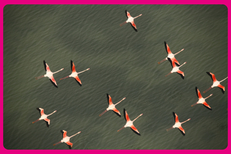 Flamants volant