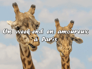 Giraffe animals zoo funny bon plan