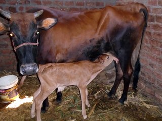 Naissance veau vplat