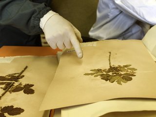 Herbier54