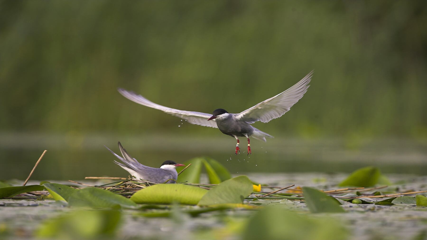 Redonner vie aux étangs de la Brenne