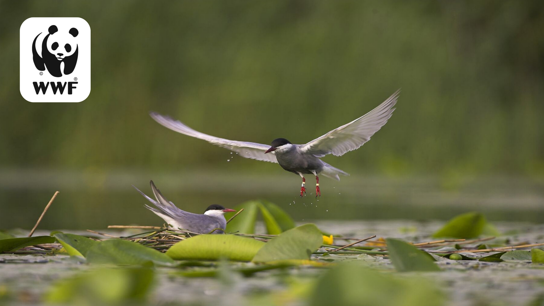 Redonner vie aux étangs avec le WWF