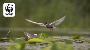 Redonner vie aux étangs avec le WWF : N/A