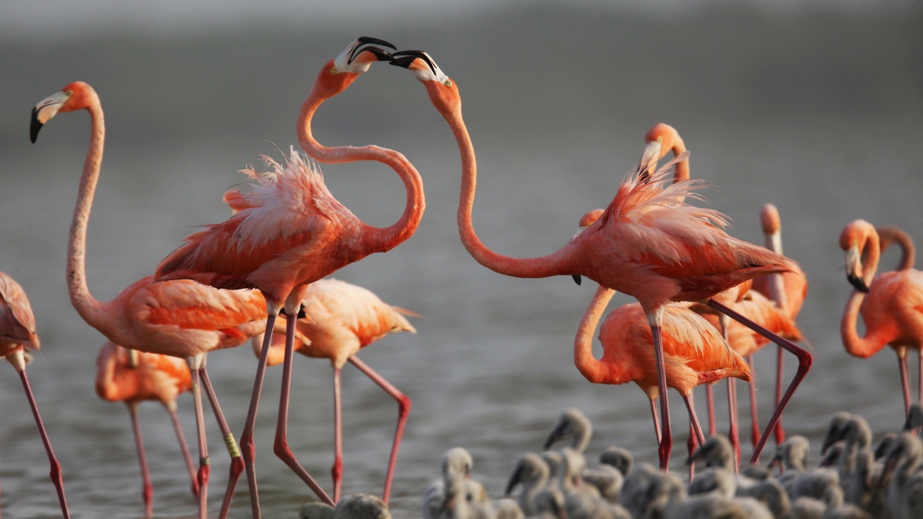 La rencontre des flamants