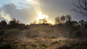 Tourbière légendaire : N/A