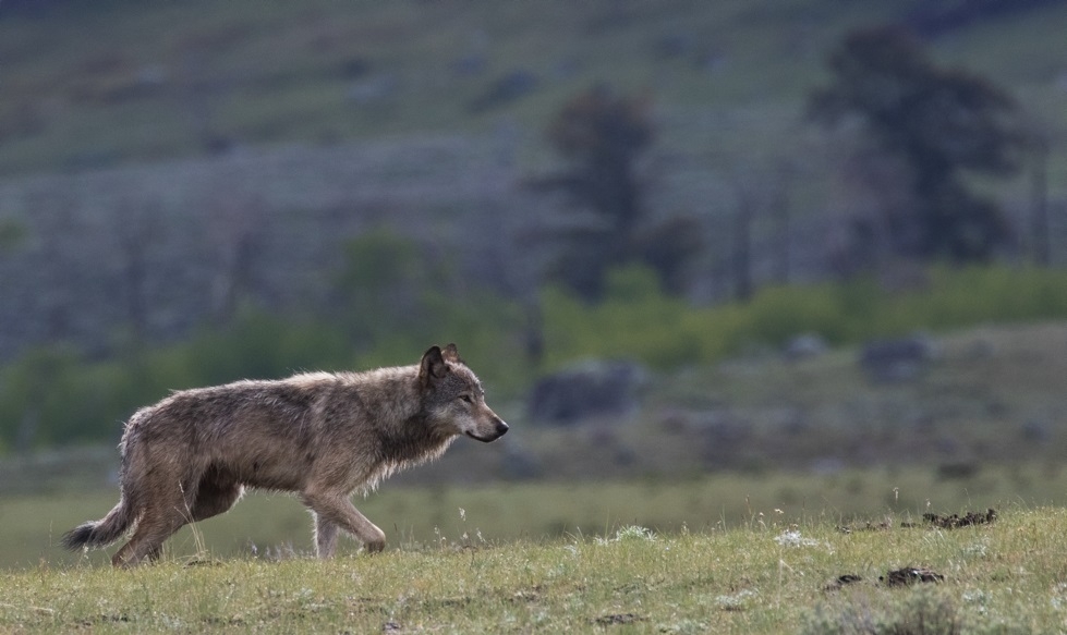 تبني فدانًا من الحياة البرية