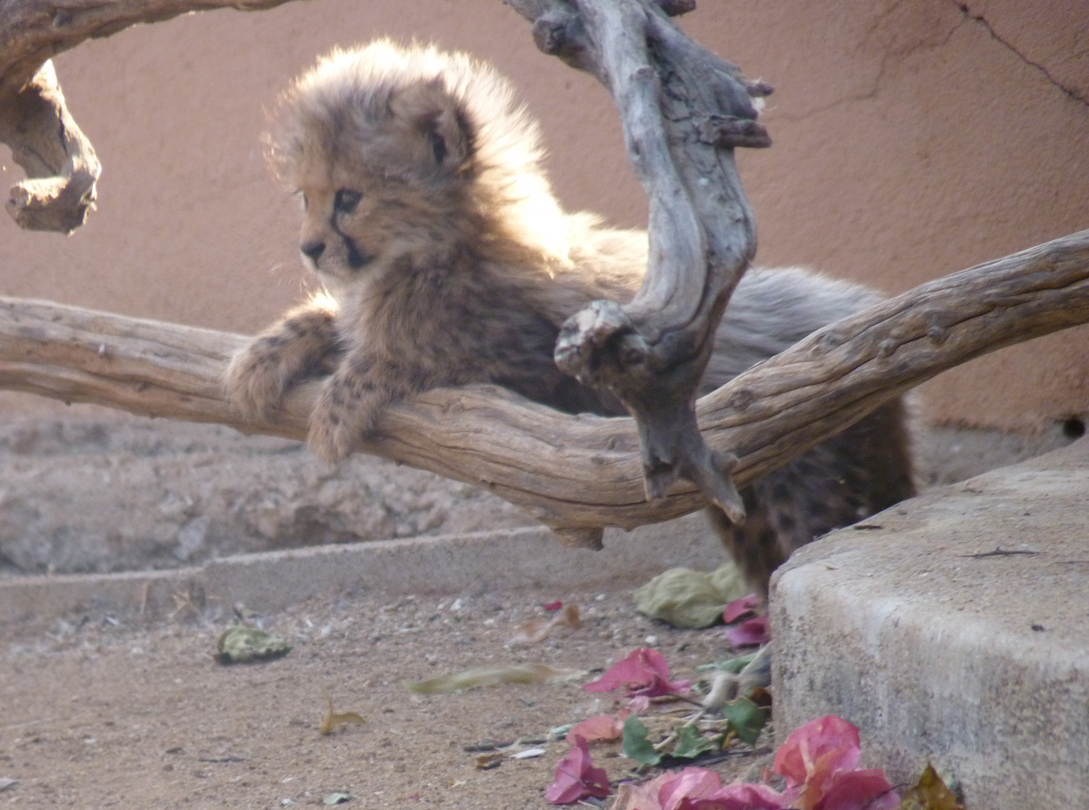 Nourrir les guépards orphelins en Namibie