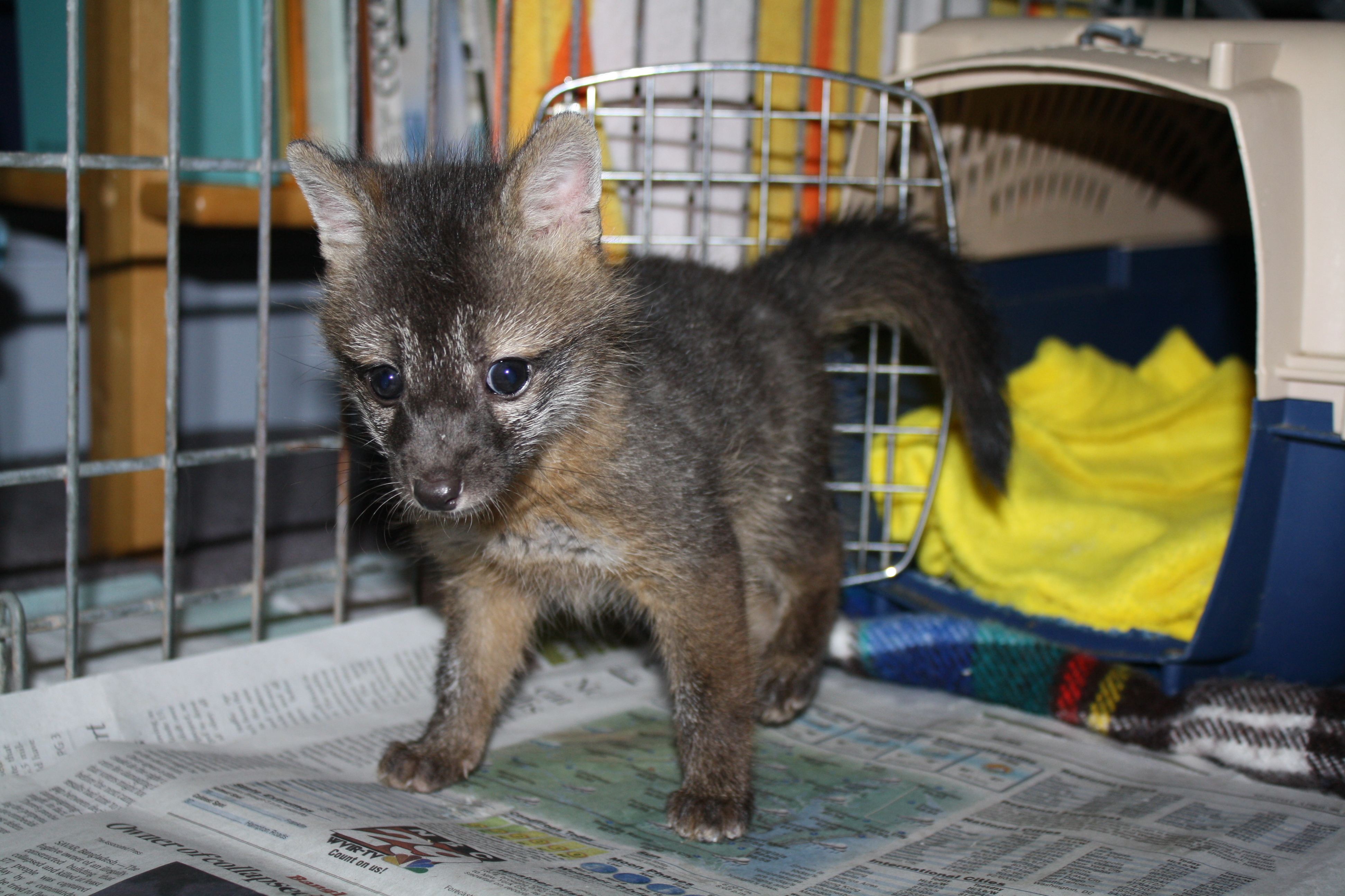 امنح الحياة البرية اليتيمة والمصابة فرصة ثانية