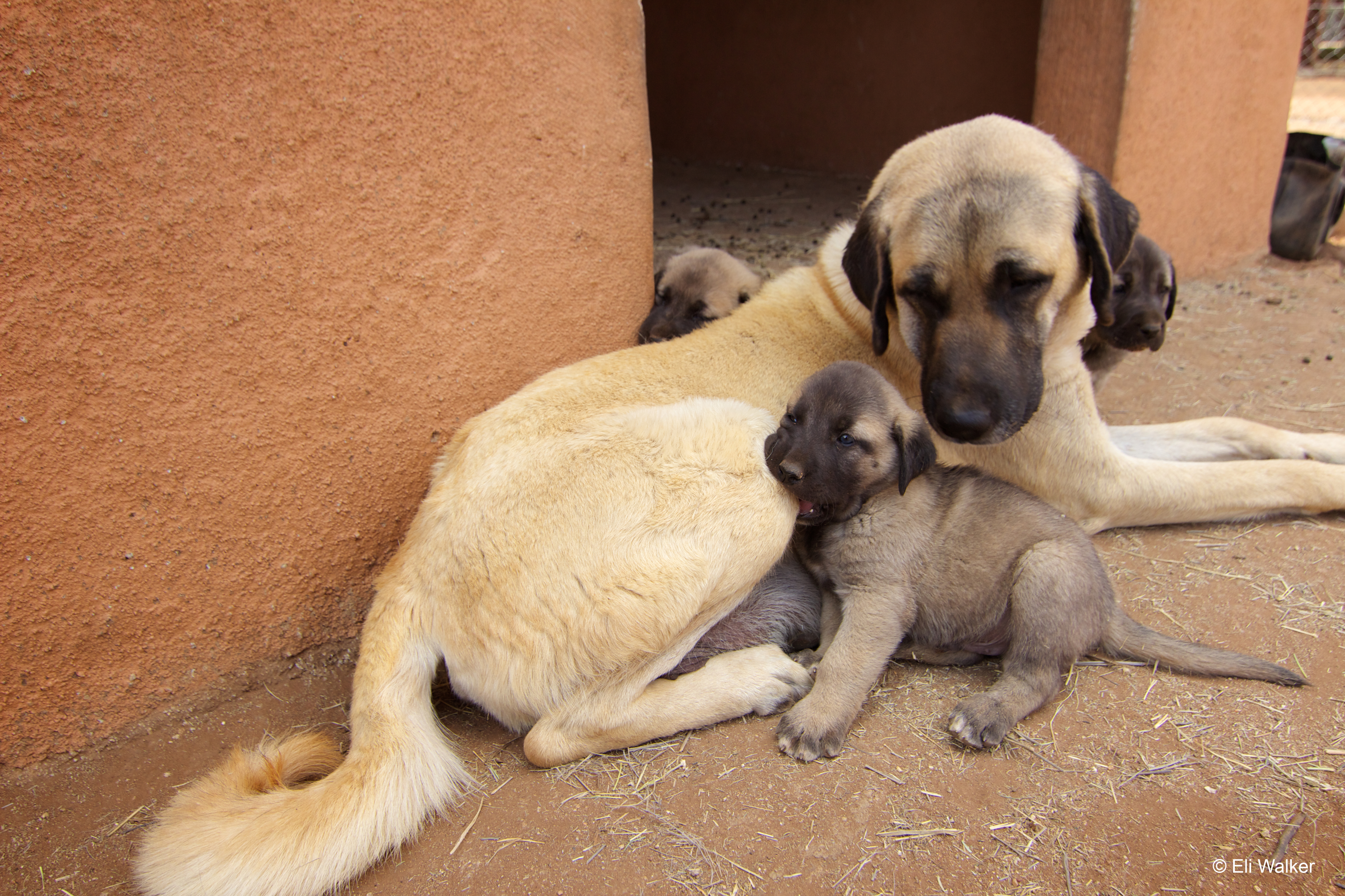 Aidez les chiens à sauver les chats