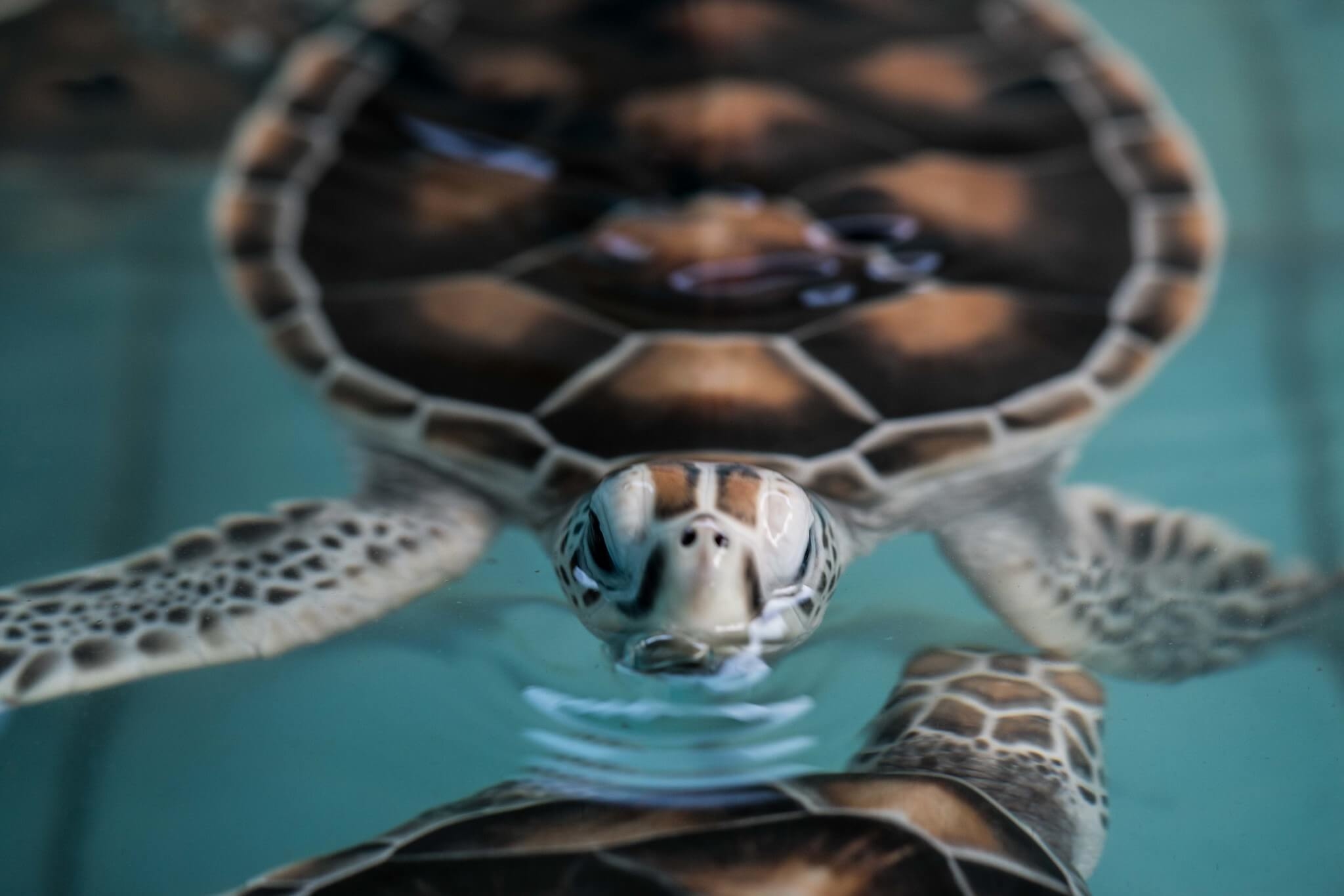 الحفاظ على البيئة البحرية والساحلية في تايلاند