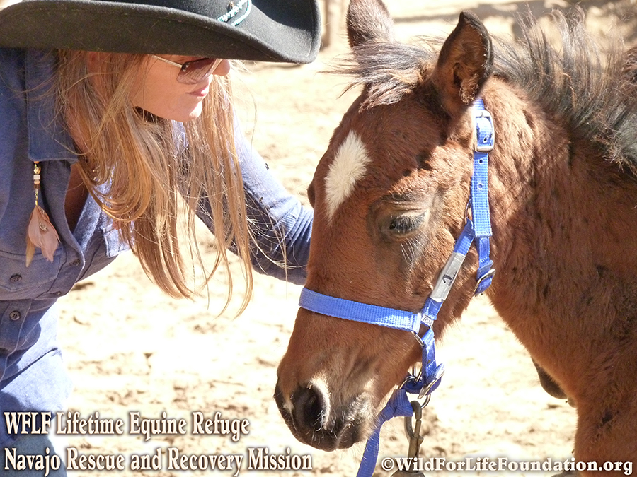 Mission de sauvetage et de récupération des chevaux Navajo