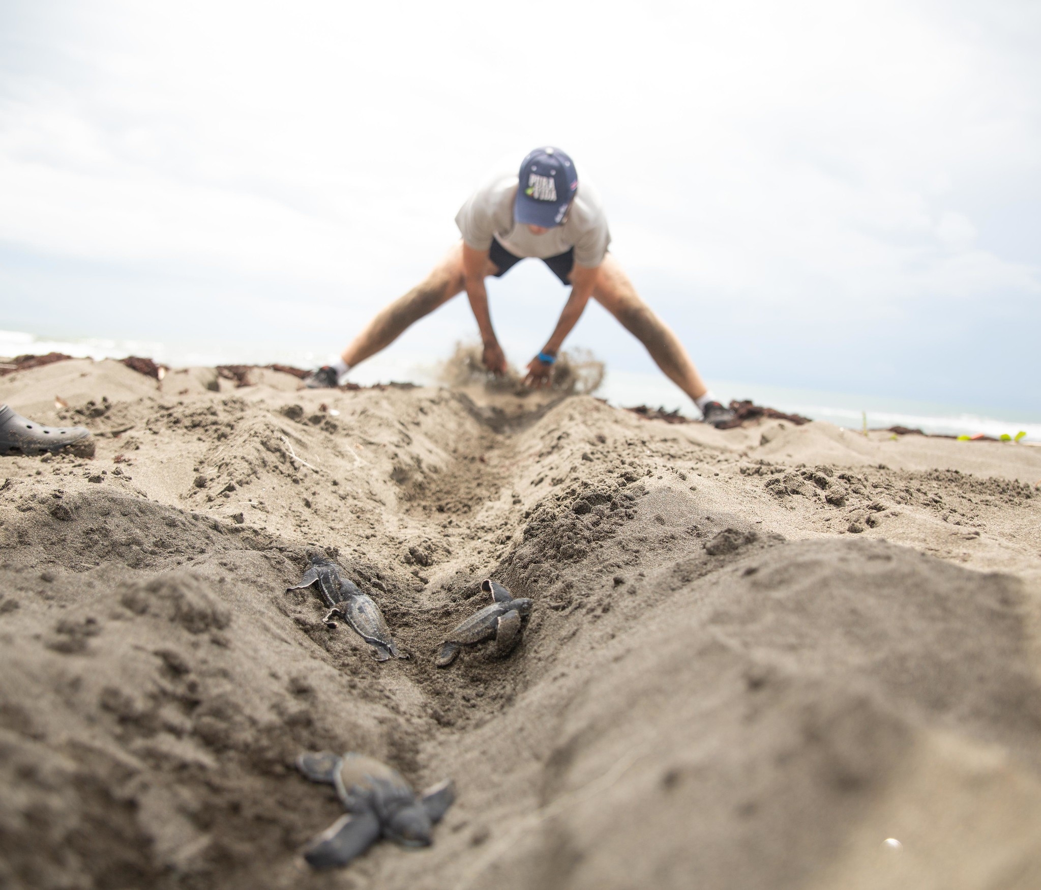 حماية الغابات المطيرة والسلاحف في كوستاريكا