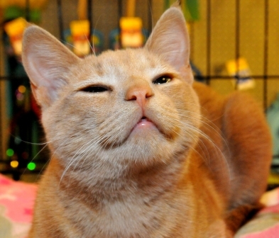 Rescatan a gatos que están siendo sacrificados en un refugio local