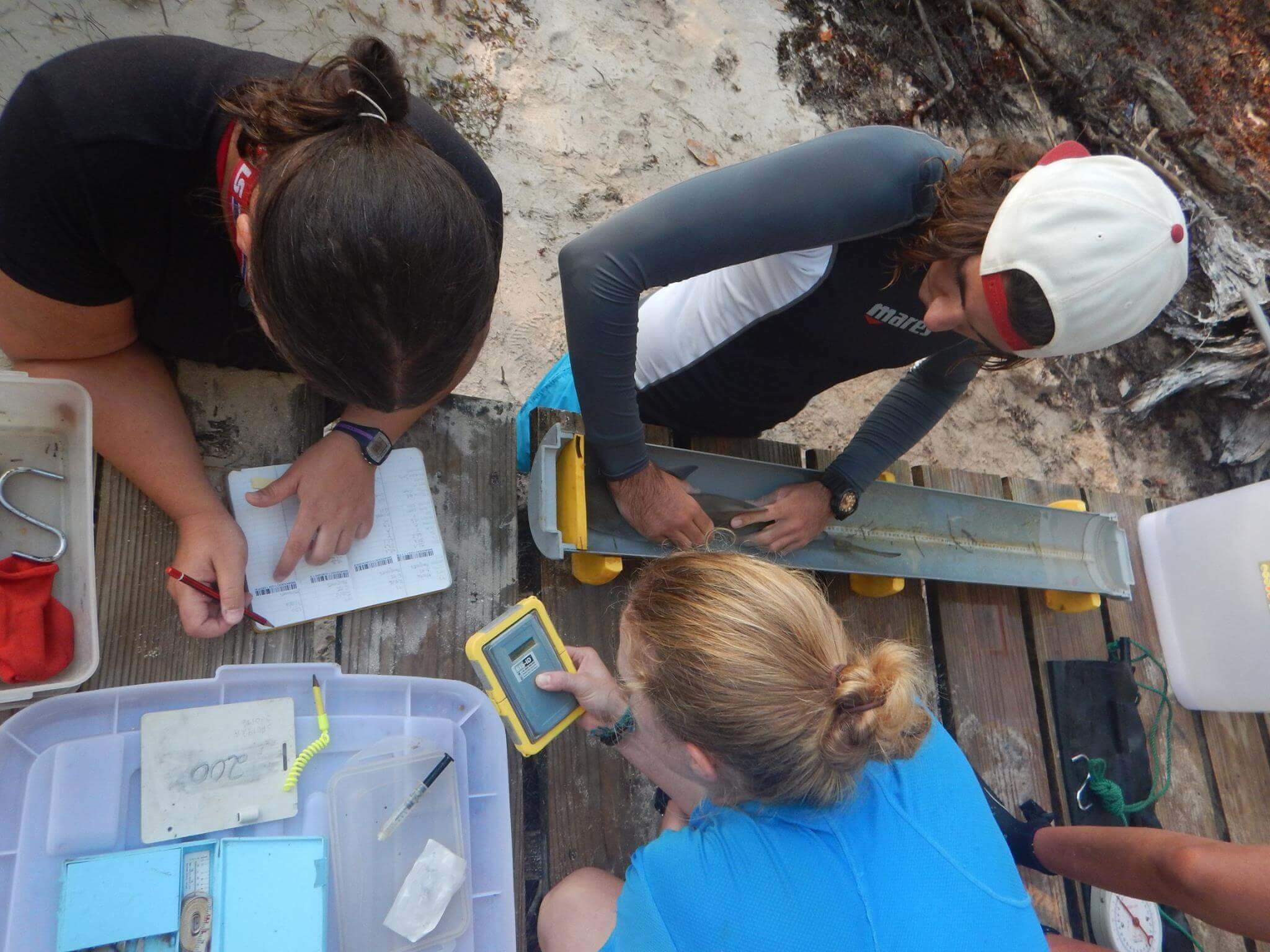 حماية أسماك القرش والسلاحف في سيشل