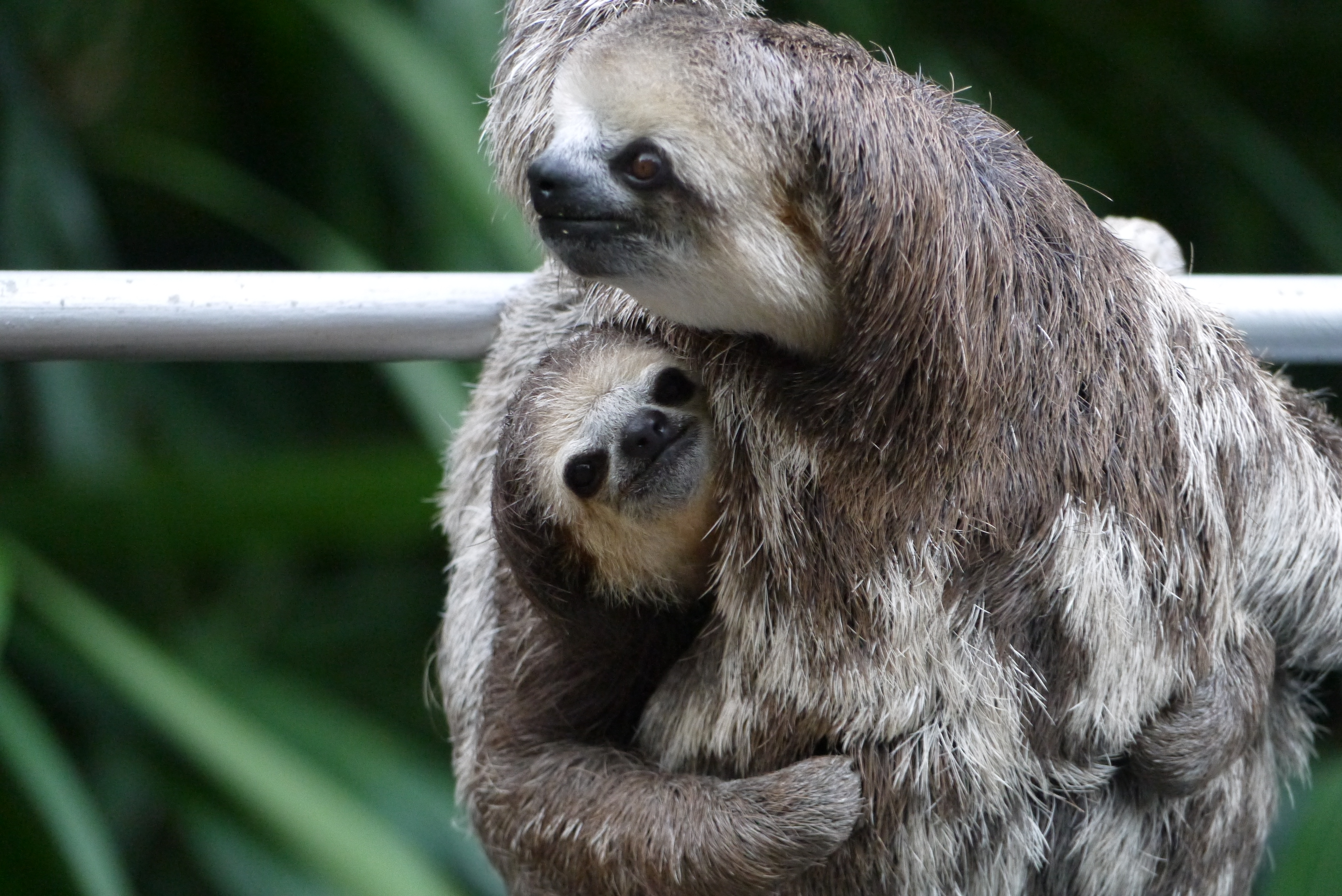 Secuela de Sloth Sanctuary Surinam: ¡la historia completa!