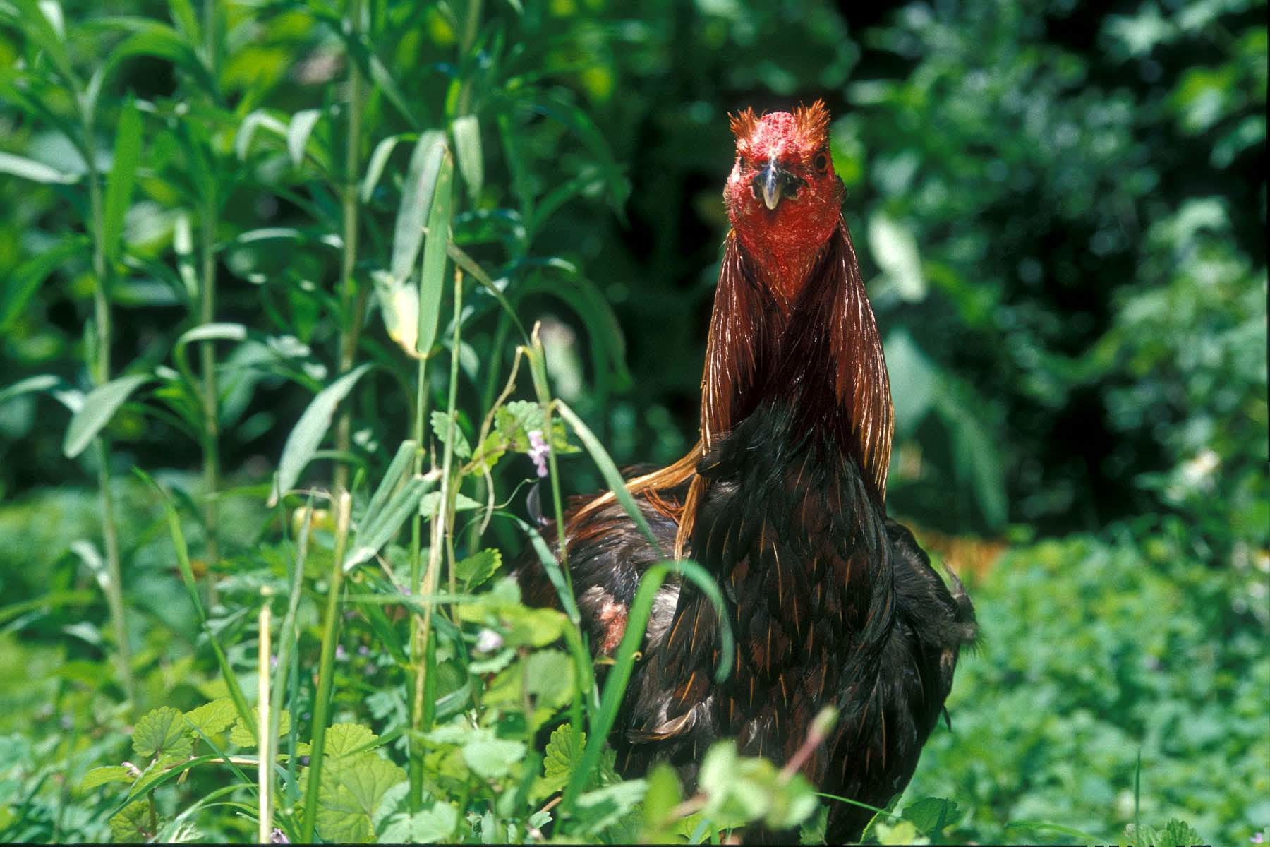 Proyek Ayam Jago