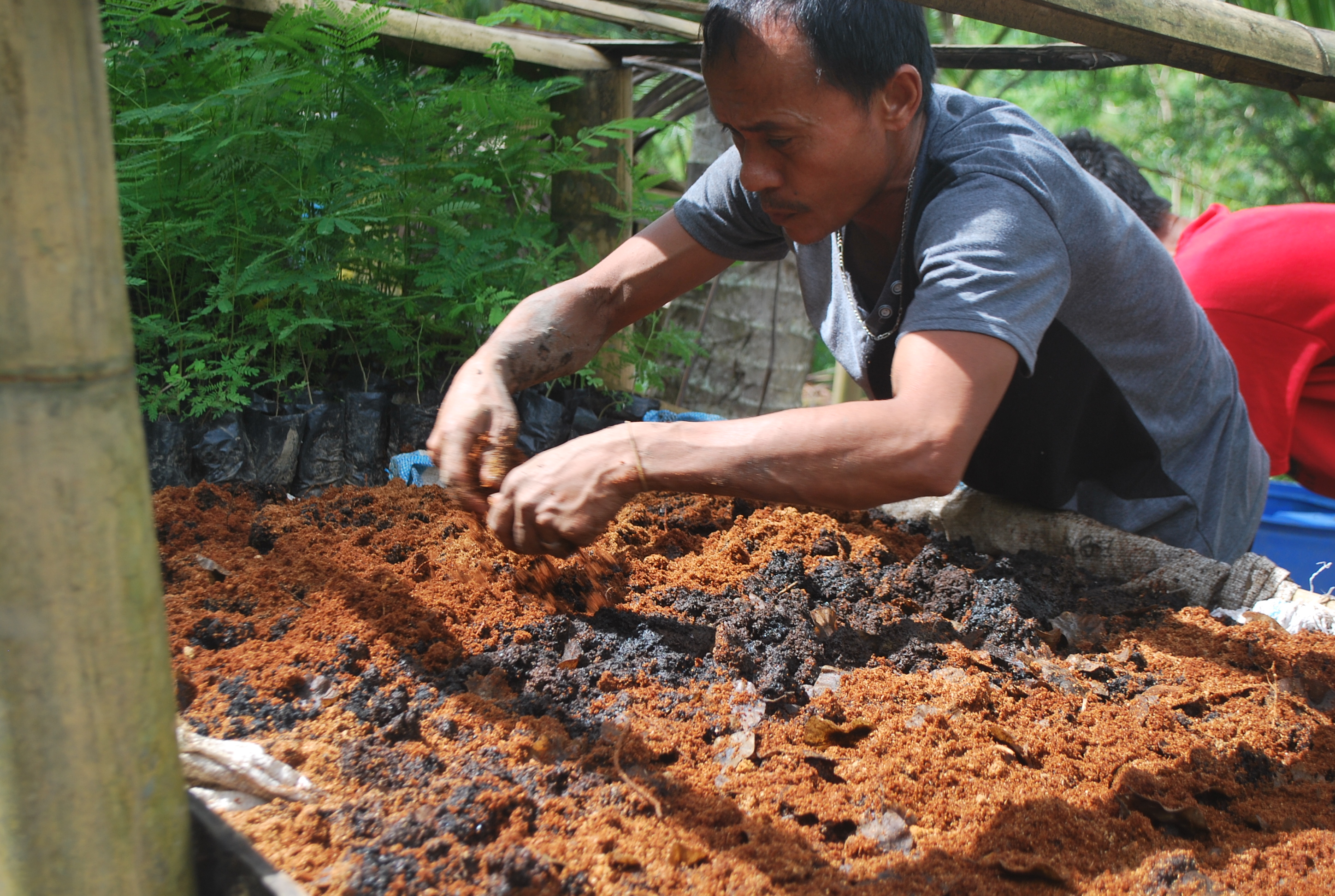 Tumbuh Pokok untuk Menyelamatkan Planet