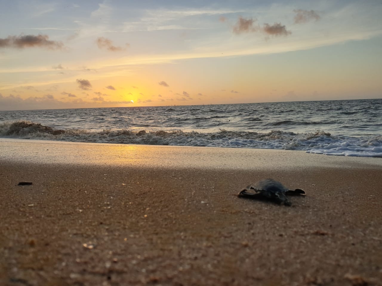 Héroes de las tortugas: protegiendo a las tortugas marinas en Surinam