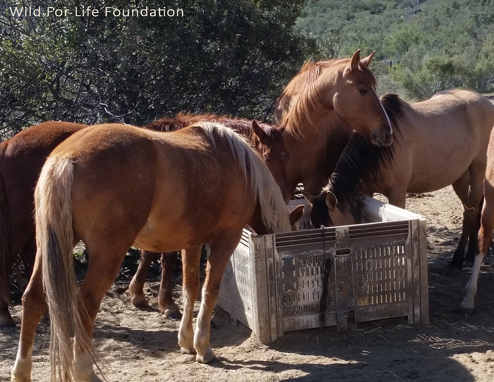 Collecte de foin pour nourrir les chevaux et les ânes secourus