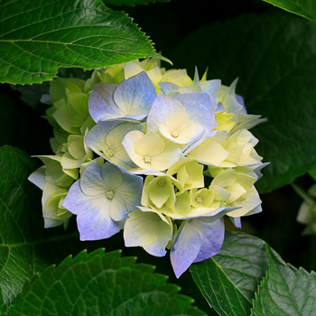 6714 hydrangeas