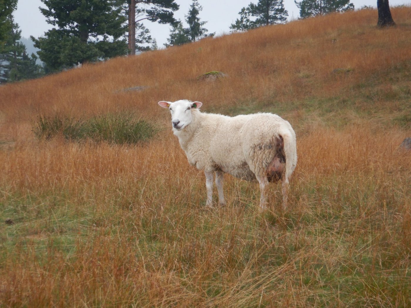 20200718, Hurum-tur (48).JPG