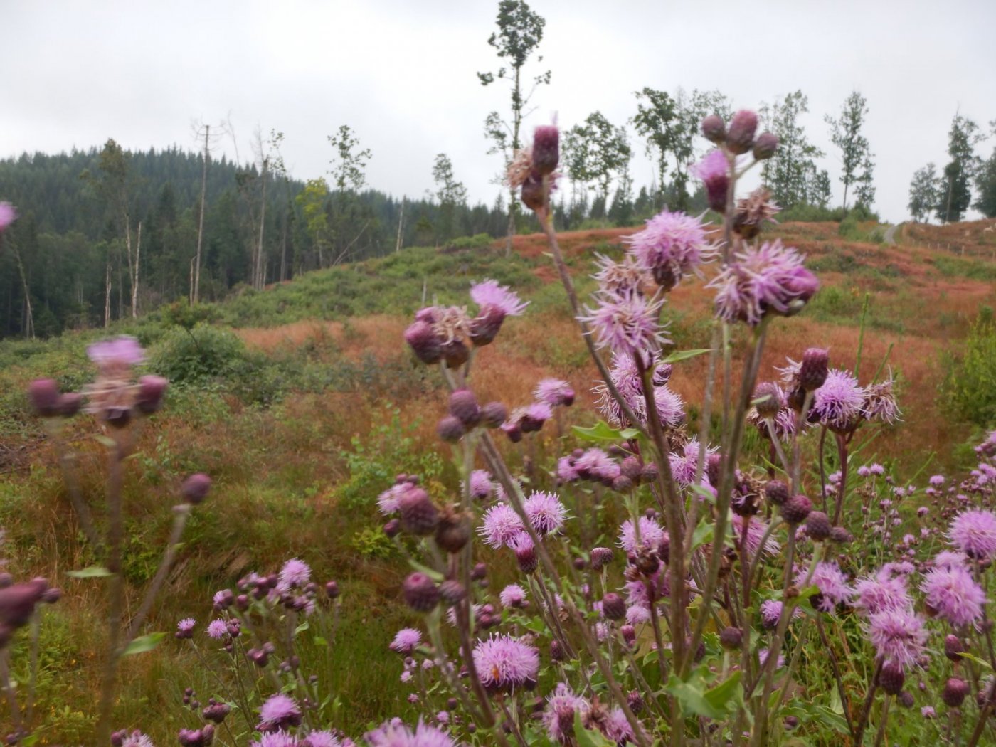 20200718, Hurum-tur (59).JPG