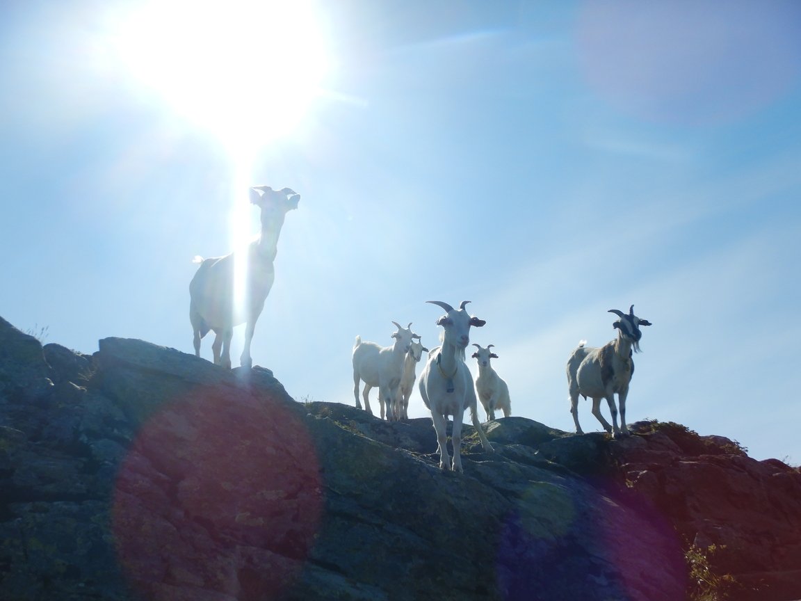 20200723, Vidda dag en (33).jpg