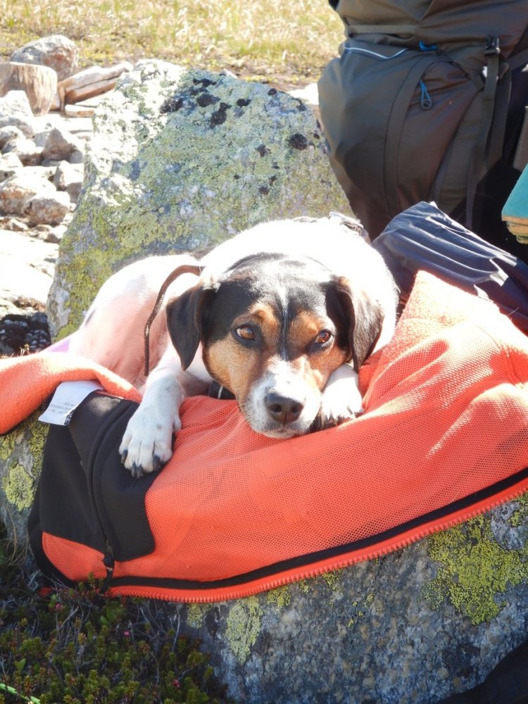 20200723, Vidda dag en (60).jpg