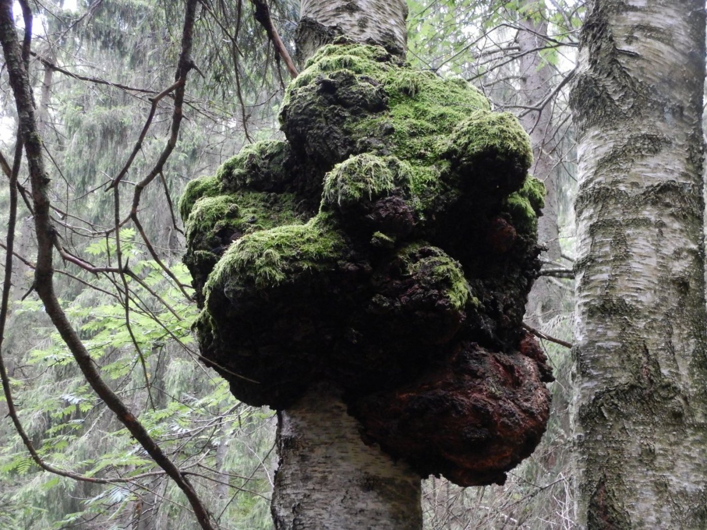 20200718, Hurum-tur (20).JPG