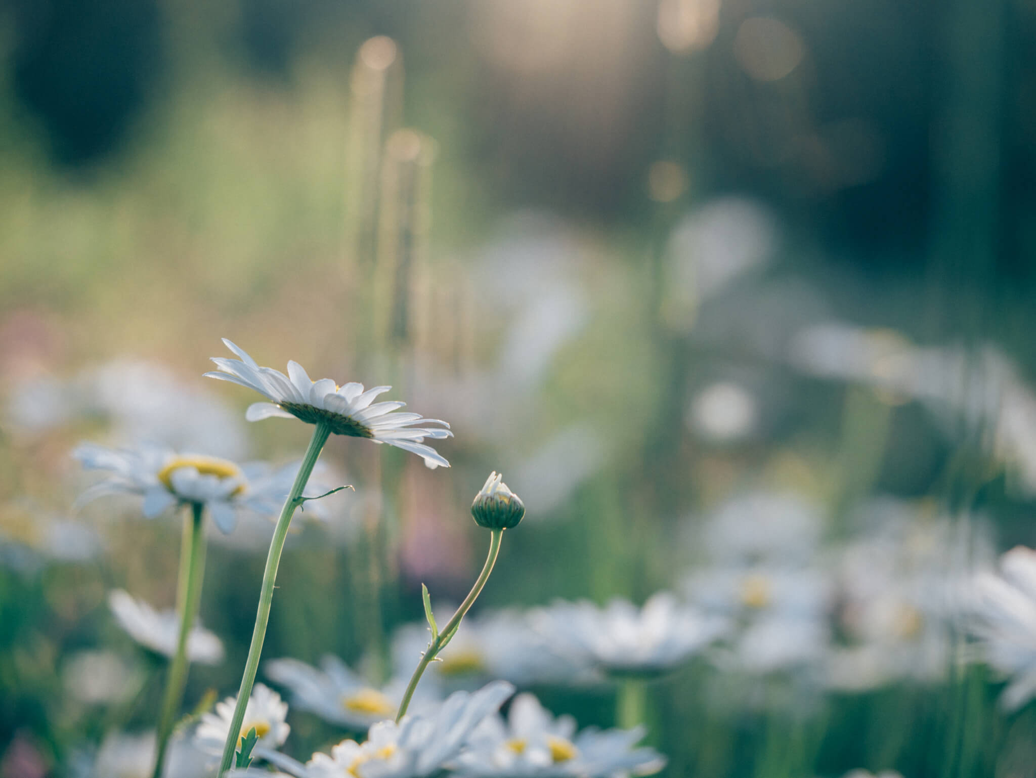 Glücklinks August {flowers on my plate}